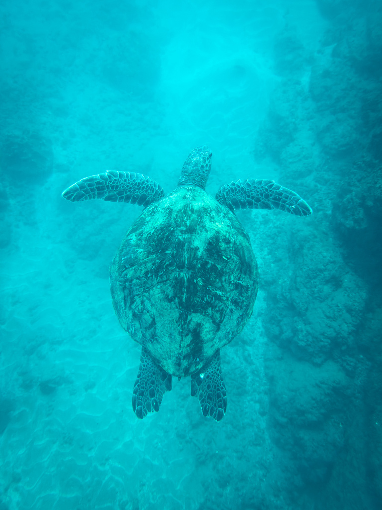 Green Sea Turtle In December 2023 By T Co Haroutiounian For More   Large 