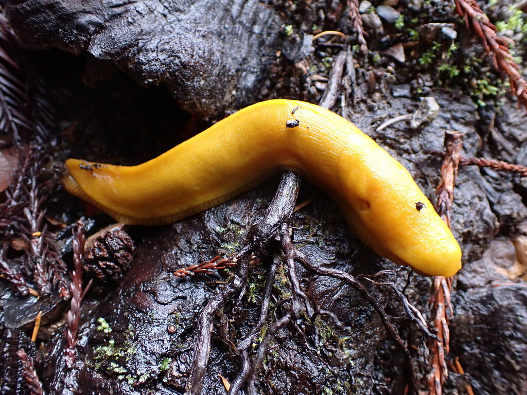 Banana Slugs from San Mateo County, CA, USA on December 24, 2023 at 10: ...