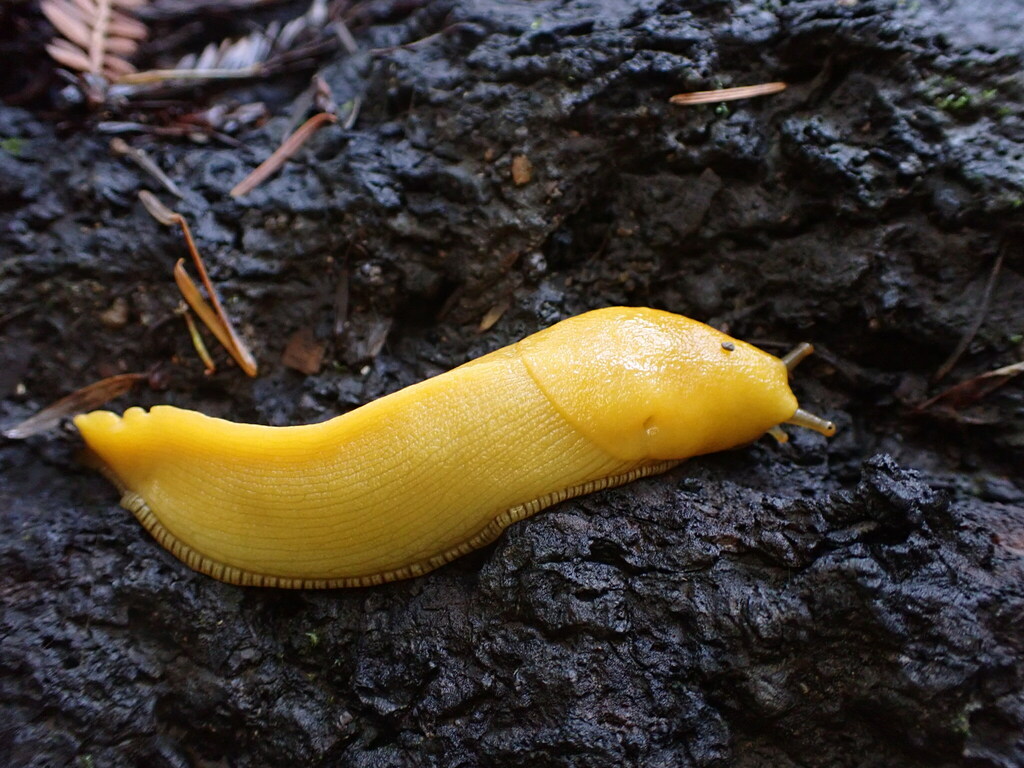Banana Slugs from San Mateo County, CA, USA on December 24, 2023 at 10: ...