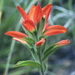 Castilleja - Photo (c) Mark Egger, כל הזכויות שמורות, הועלה על ידי Mark Egger