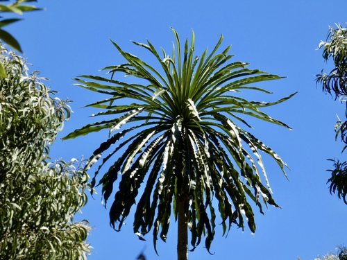 giant kokee cyanea (Cyanea leptostegia)