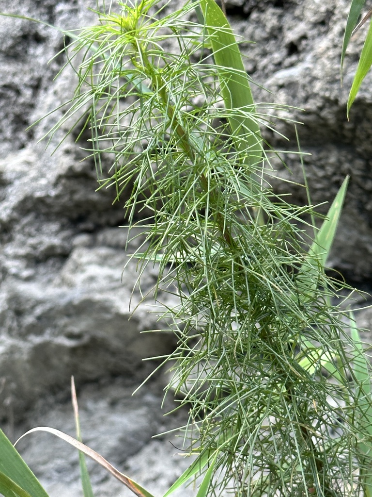 Capillary Wormwood from 太魯閣國家公園, 秀林鄉, HUA, TW on December 25, 2023 at ...