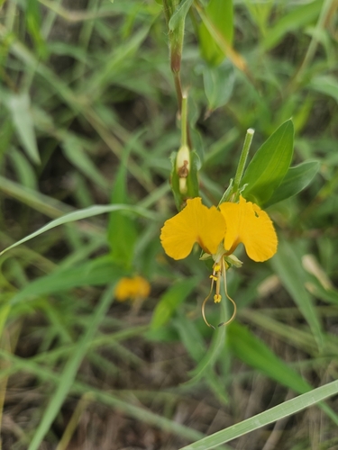 African Yellow Dayflower