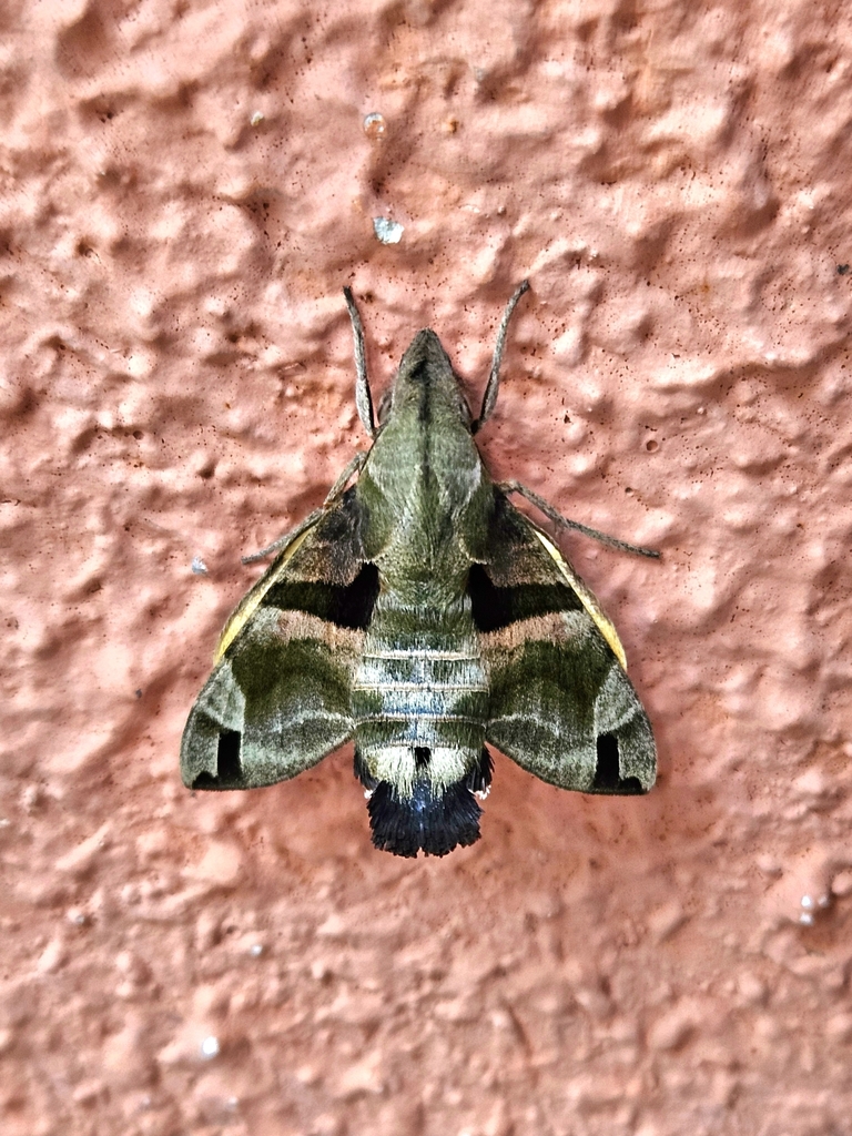 Crisp-banded Hummingbird Hawkmoth from 香港 on December 25, 2023 at 07:55 ...