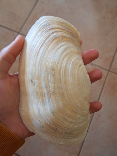 Panopea glycimeris