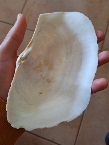 Panopea glycimeris
