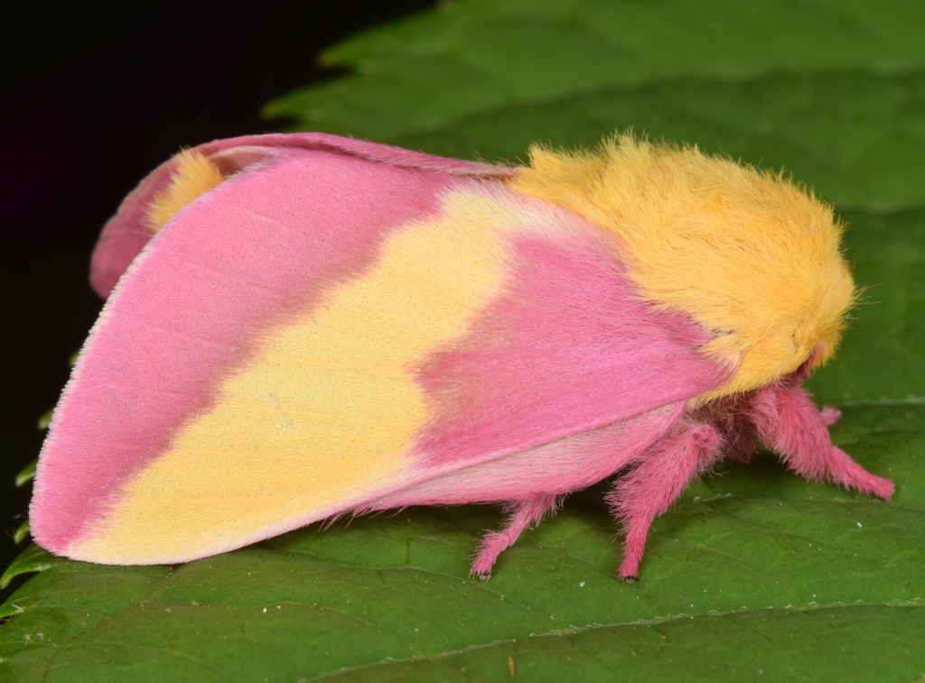 rosy maple moth fun facts