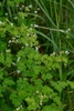Fewflower Meadow-Rue - Photo (c) 907Naturalist, all rights reserved, uploaded by 907Naturalist