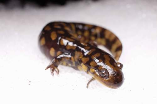 Eastern Tiger Salamander