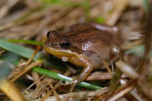 New Jersey Chorus Frog