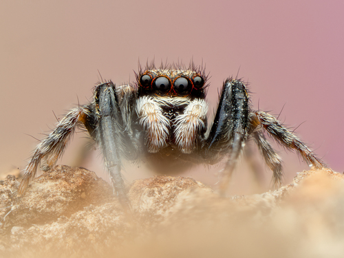 House Jumping Spider