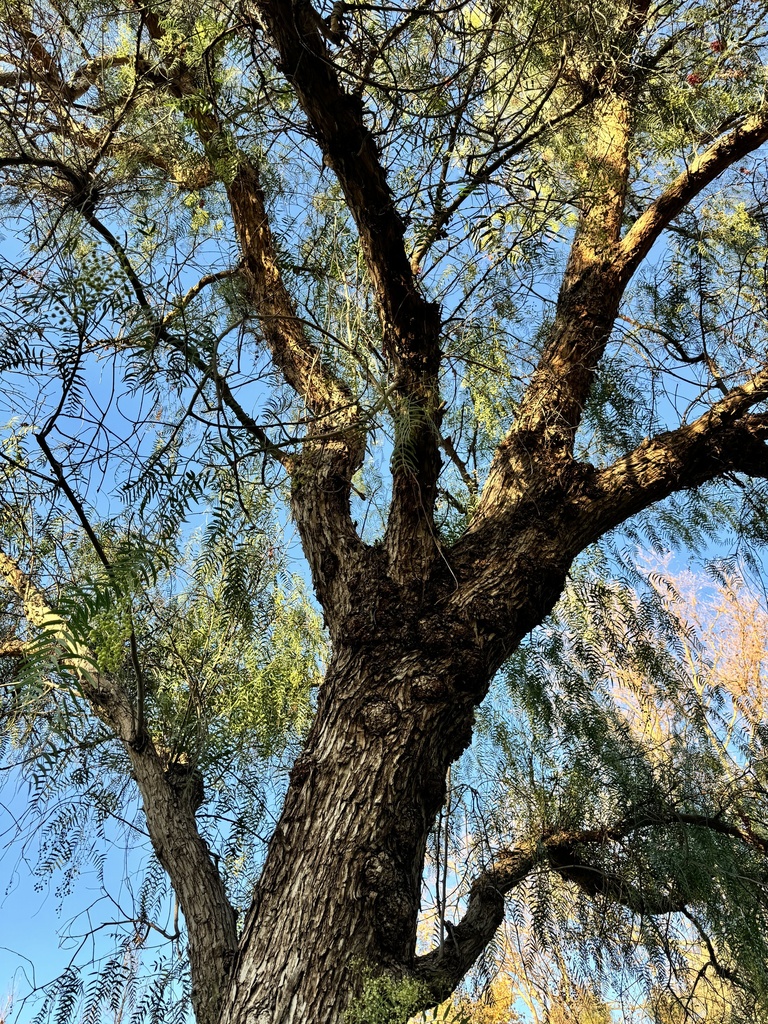 Peruvian Pepper Tree from Ynez Rd, Temecula, CA, US on December 25 ...
