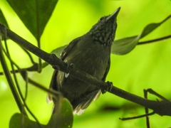 Epinecrophylla fulviventris image