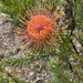 Leucospermum lineare × reflexum - Photo (c) milalynn，保留所有權利