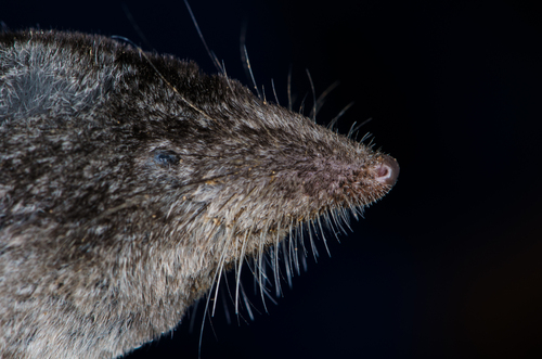 Himalayan Water Shrew (Chimarrogale himalayica) — Least Concern Mammalia