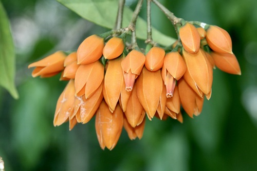 Juanulloa parasitica