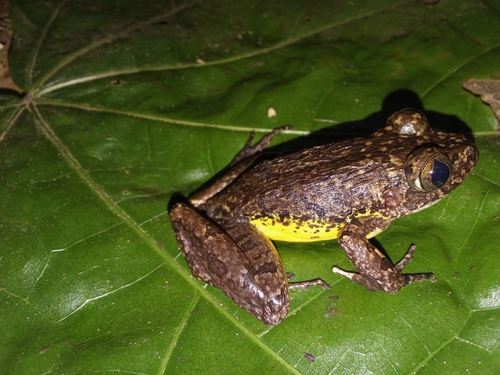 Laurent's Night Frog