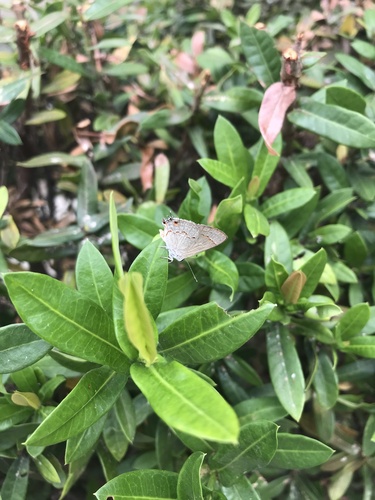 Red-crescent Scrub-Hairstreak