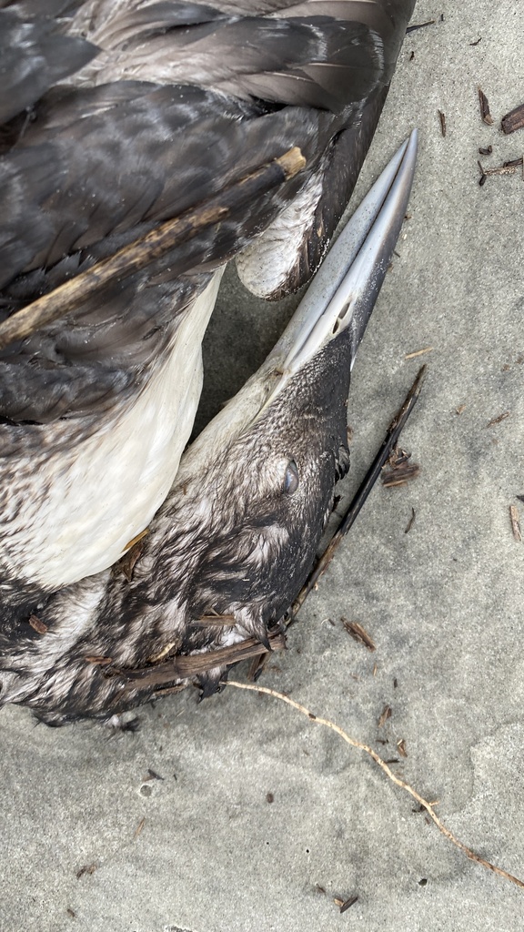 Common Loon from Hilton Head Island, Hilton Head Island, SC, US on ...