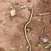 Kenya Beaked Snake - Photo (c) Janush Amani Axmann, all rights reserved, uploaded by Janush Amani Axmann