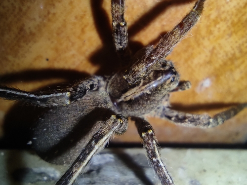 Centroctenus brevipes