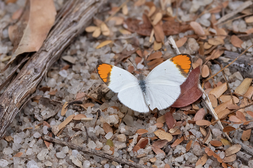 Colotis evanthe