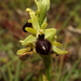 Ophrys exaltata marzuola - Photo (c) Karim Chouchane, όλα τα δικαιώματα διατηρούνται, uploaded by Karim Chouchane