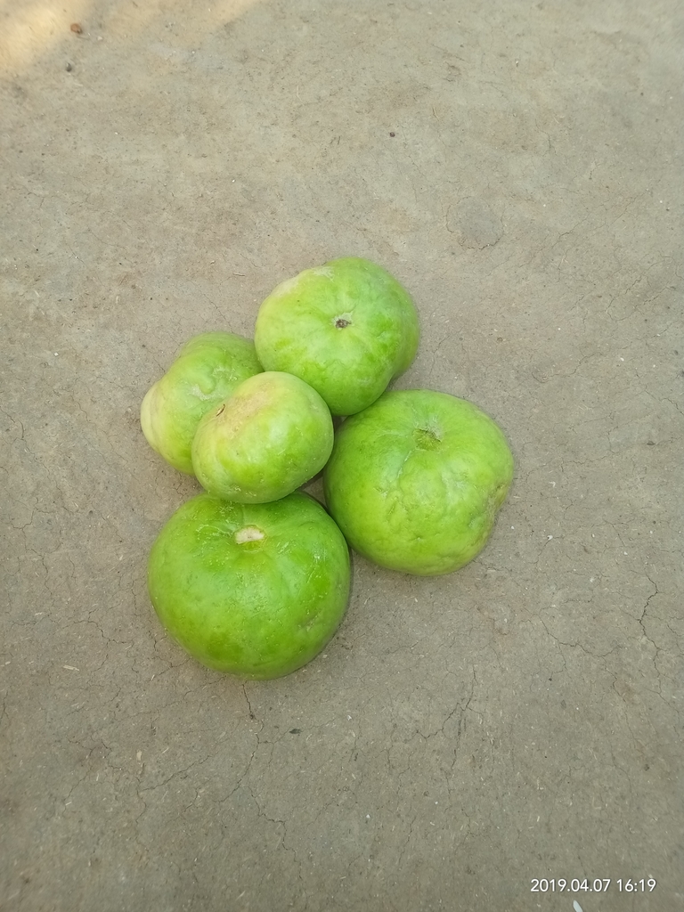 Round gourd