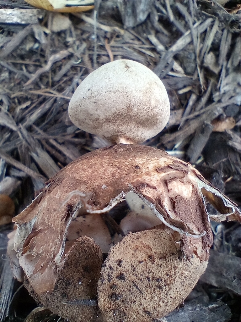 Geastrum welwitschii · iNaturalist