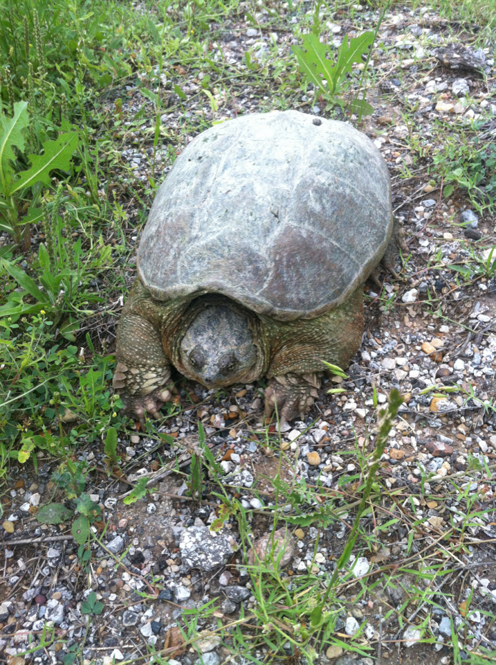 Common Snapping Turtle from 1–17 Cornelius Rd, Rockwall, Texas, US on ...