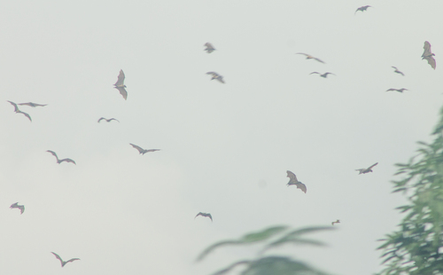 Straw-coloured Fruit Bat