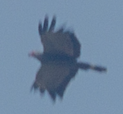 African Harrier-Hawk