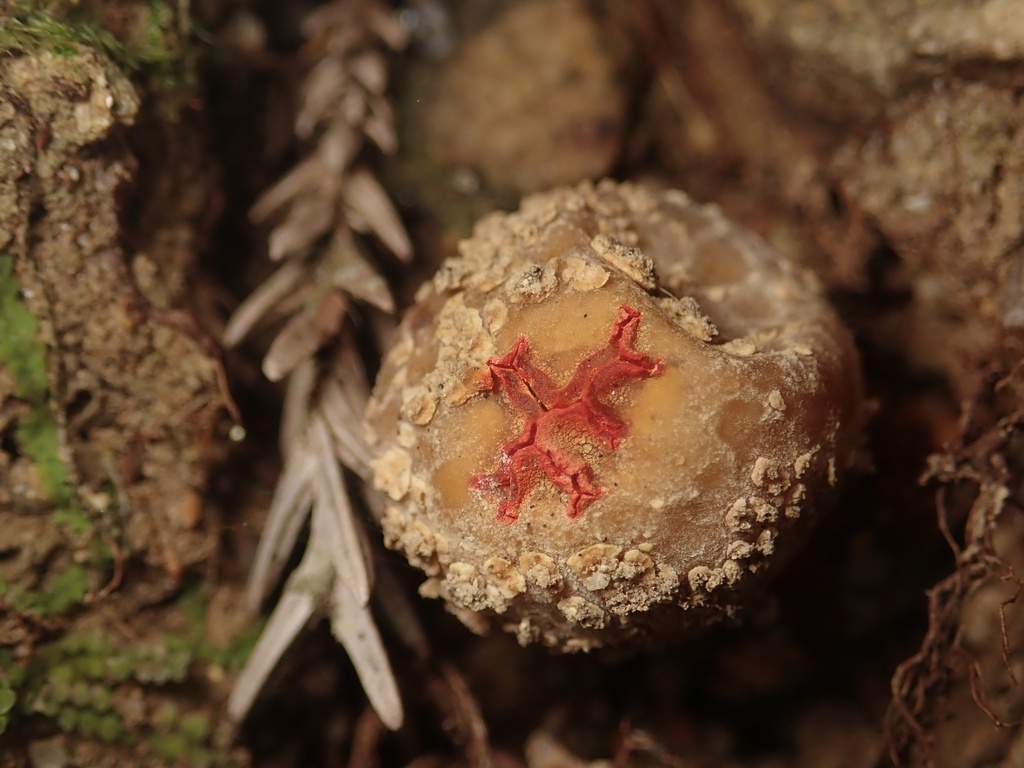 Calostoma japonicum from 原, 高槻市, 大阪府, JP on December 26, 2023 at 12:38 ...
