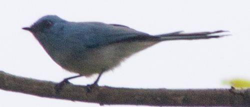 African Blue Flycatcher