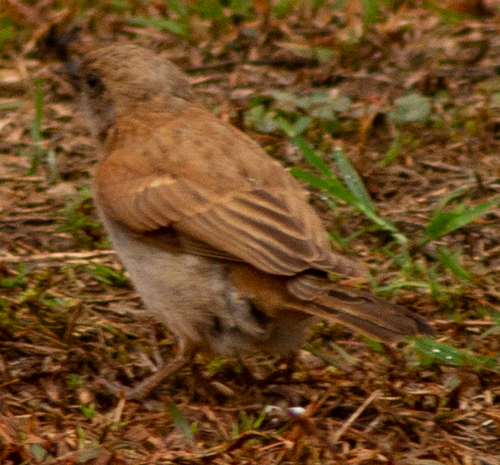 Northern Grey-headed Sparrow