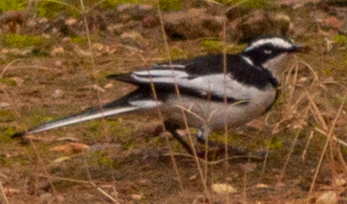 African Pied Wagtail