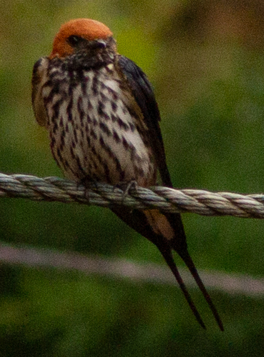 Lesser Striped Swallow