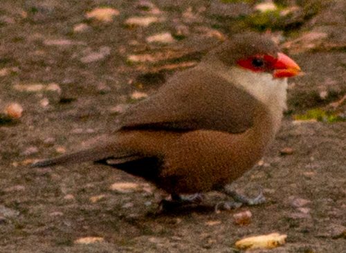 Common Waxbill
