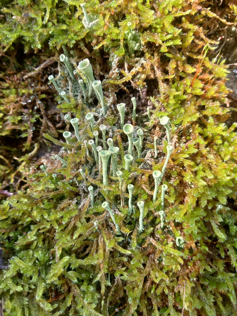 pixie cup and reindeer lichens from Mayen, Deutschland on October 31 ...