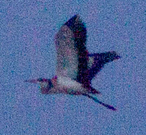 Black-headed Heron