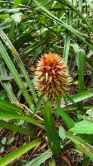 Aechmea magdalenae image