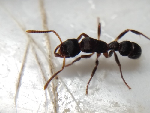 Gnamptogenys ericaeGnamptogenys ericae