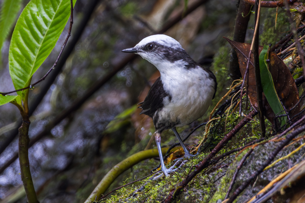 White-capped Dipper photo