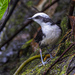 White-capped Dipper - Photo (c) Frank Dietze, all rights reserved, uploaded by Frank Dietze