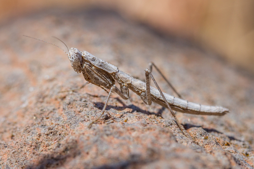 iNaturalist observation photo of American Ground Mantises