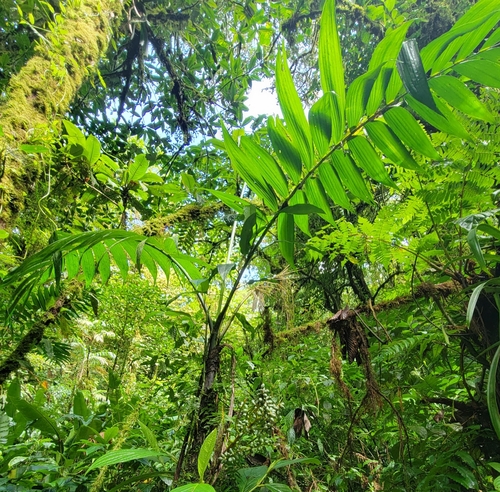 pacaya palm