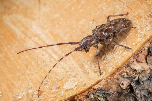 iNaturalist observation photo of Monochamus obtusus