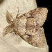 Lymantria sinica - Photo (c) Roger C. Kendrick, todos los derechos reservados