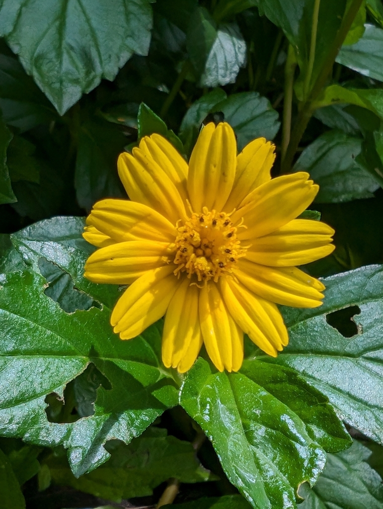 trailing daisy from Landsborough QLD, Australia on December 27, 2023 at