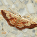 Idaea vacillata - Photo (c) Roger C. Kendrick, all rights reserved